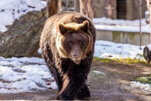 Режим повышенной готовности из-за выходов медведей ввели в Новосибирской области